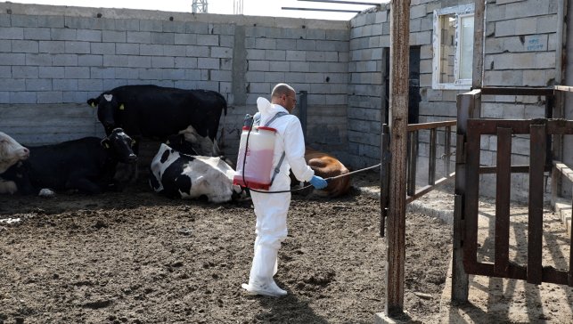 Iğdır'da şap hastalığıyla yapılan etkin mücadele üreticiyi mutlu etti