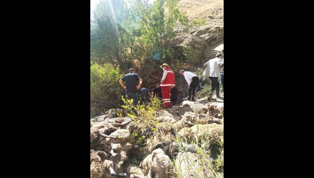 Van'da 334 koyun uçurumdan düşerek telef oldu