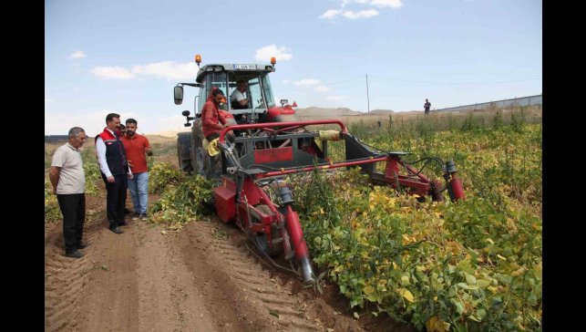 110 bin dekar alana ekilen kuru fasulyenin hasadına başlandı