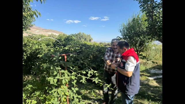 Büyük Çakırman köyündeki böğürtlen üretimi yerinde incelendi
