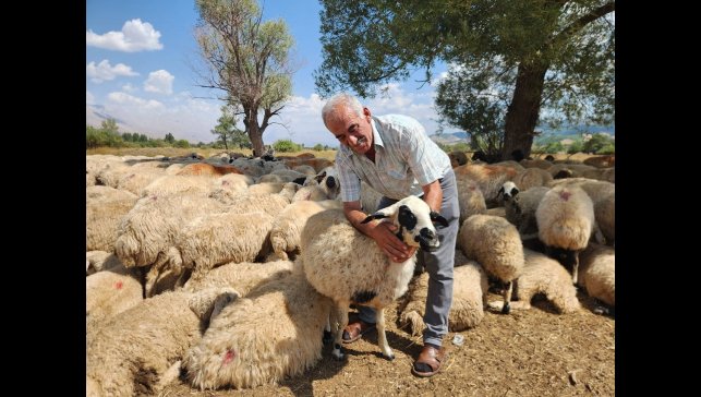 Çoban krizi büyüyor: Bir aylık ücret 130 bin TL'ye çıktı