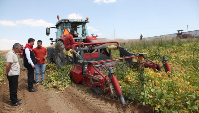 Bitlis'te kuru fasulye hasadına başlandı