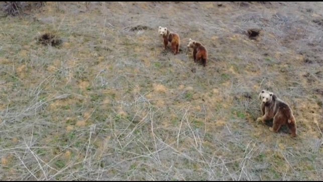 Anne ayı ve iki yavrusu havadan görüntülendi