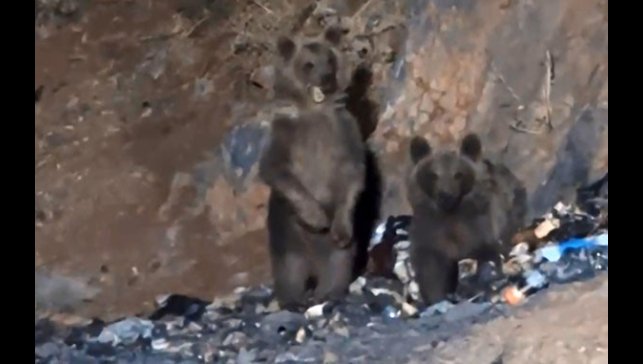 Yüksekova'da aç ayılar şantiye çöplüğüne indi
