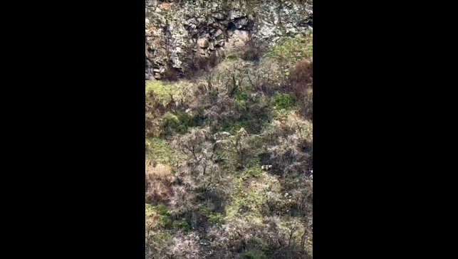 Anne boz ayı 2 yavrusuyla kayalıklarda ilerlerken görüntülendi