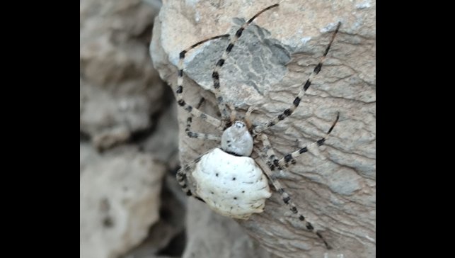 Hakkari'de dünyanın en zehirli örümcek türlerinden biri görüldü