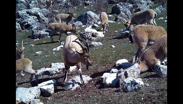 Yaban keçisi sürüsü fotokapanla görüntülendi