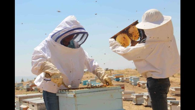 Erzincan'da arıcıların bal hasadı sürüyor
