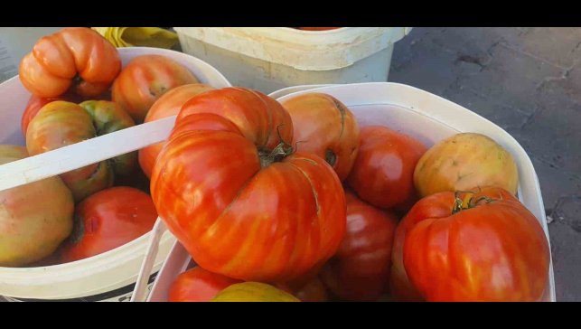 Ata tohumundan yetişen Mahman domatesi tezgahlarda yerini aldı