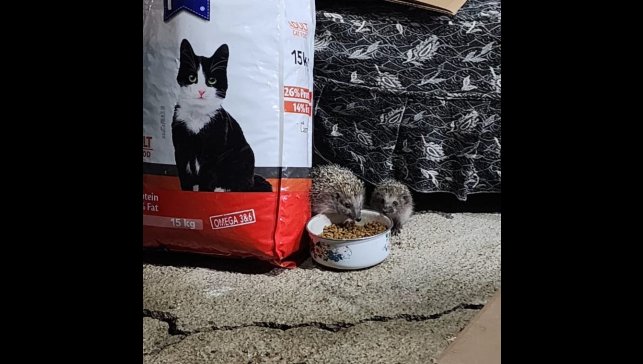 Kirpi ailesi kedilere bırakılan mamaya ortak oldu