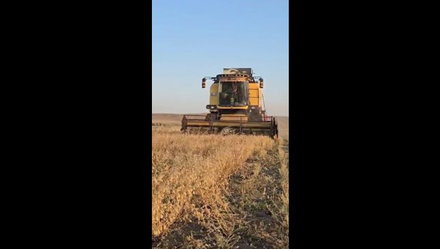 Kars'ta nohut hasadı başladı