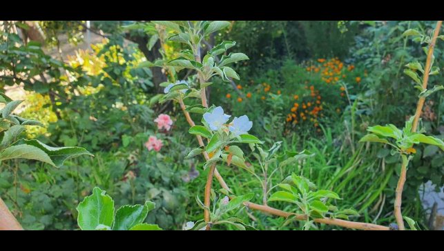 Sonbaharda bahar sürprizi: Elma ağacı çiçek açtı