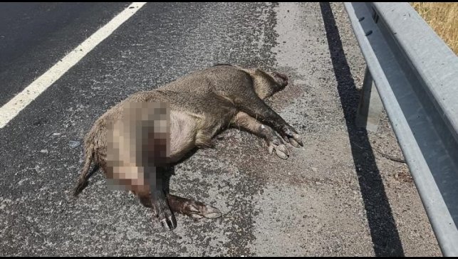 Kars'ta aracın çarptığı domuz telef oldu