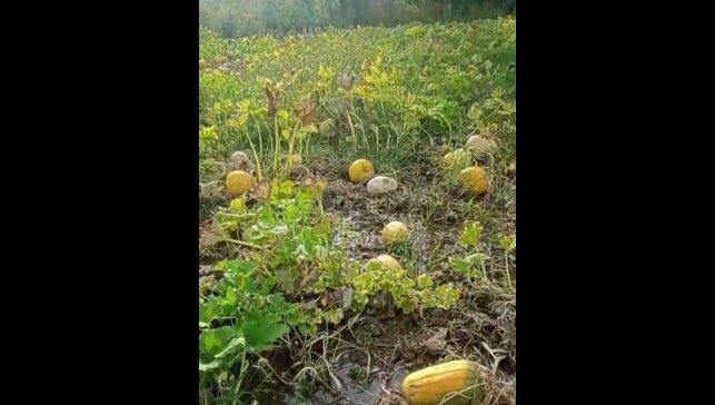 1 yıllık emeği heba olan çiftçi isyan etti