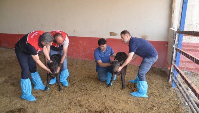 Muş'ta büyükbaş hayvan sayısı devlet desteğiyle artıyor