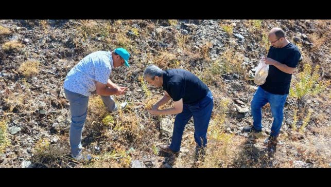 Elazığ'da maden çayı tohumu toplama çalışması