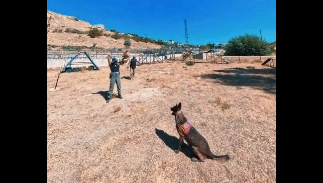 Van jandarmanın hassas burunlu can dostları parkurda ter döküyor