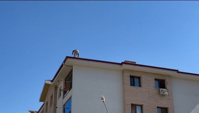 Elazığ'da çatıda tehlikeli çalışma