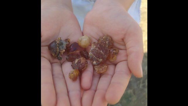 Patnos'ta çam sakızı şifa kaynağı oldu