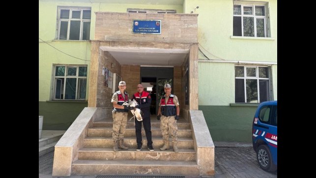 Hınıs'ta Toy kuşu yaralı olarak bulundu