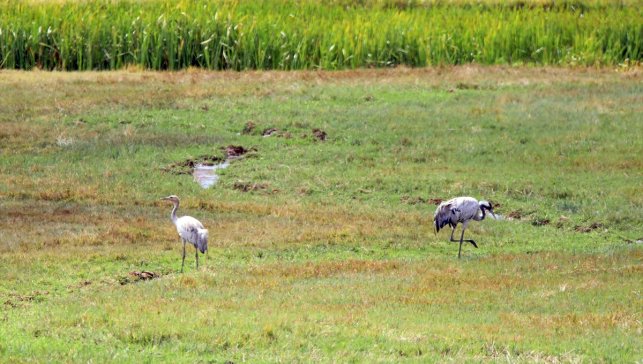 Iğdır'da görülen dişi ve erkek telli turnaların yaşam alanları araştırılacak