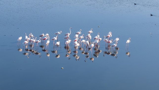 Kuraklık Van Gölü kıyılarındaki flamingoların yaşam alanlarını daralttı