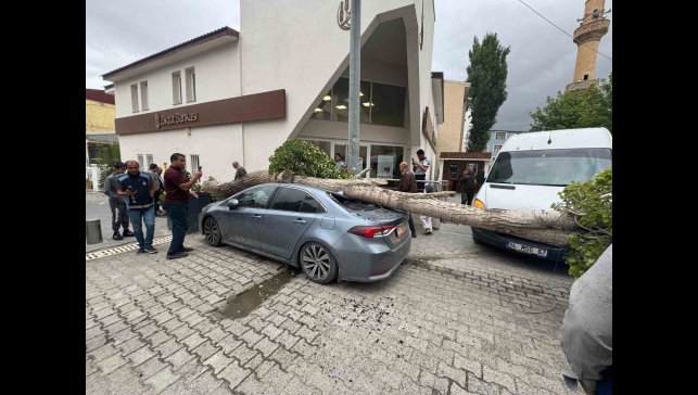 Diyadin'de ağaç devrildi araç hasar gördü