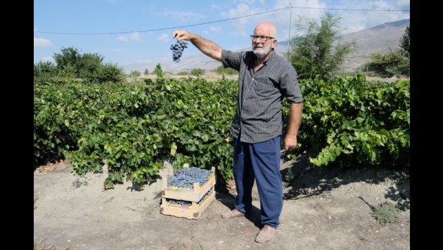 Erzincan Cimin üzümünde hasat başladı: Sofralıkta eşsiz, şarapta kullanılamaz