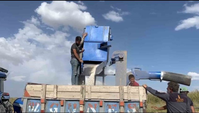 Adilcevaz'da fasulye hasadı başladı