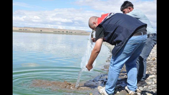 Kars göllerine binlerce sazan yavrusu bırakıldı
