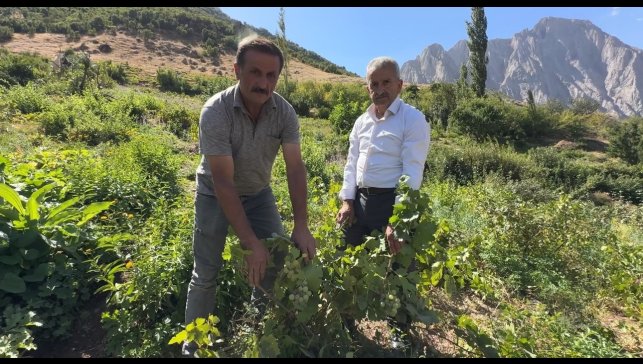Yüksekova'da yerli üzümün merkezi: Yeşiltaş köyü