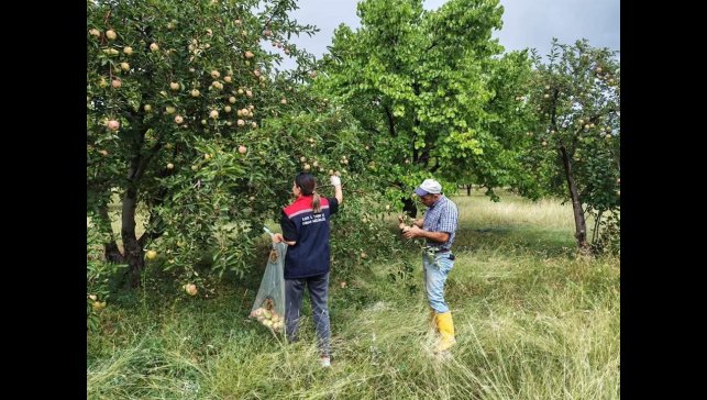 Kağızman'da elma bahçelerinde Pestisit denetimi
