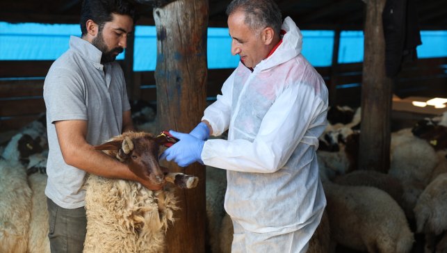 Kars'ta küçükbaş hayvanlar bulaşıcı hastalıklara karşı aşılanıyor