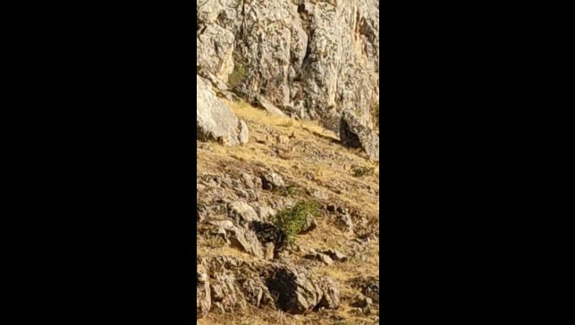 Tarihi Harput Mahallesi'nde dağ keçileri görüldü