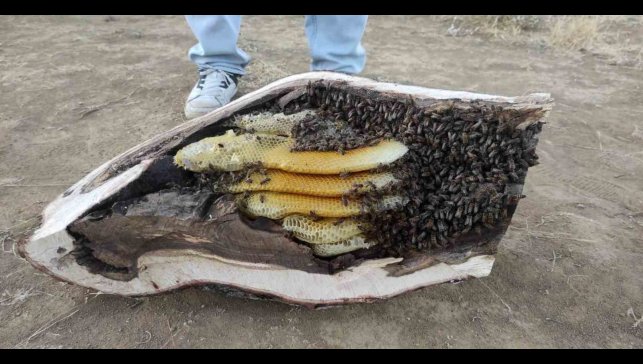 Elazığ'da mağara ve ağaç kovuğundan kilo kilo organik bal çıktı