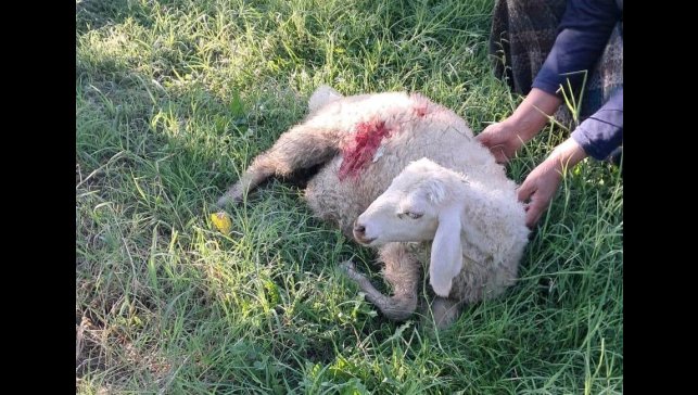 Erzincan'da başıboş sokak köpekleri 6 kuzuyu telef etti