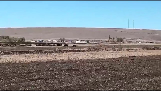 Kars'ta mısır tarlaları domuz sürüsünün istilasına uğradı