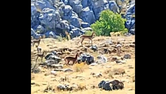 Malatya'da sürü halindeki yaban keçileri görüntülendi