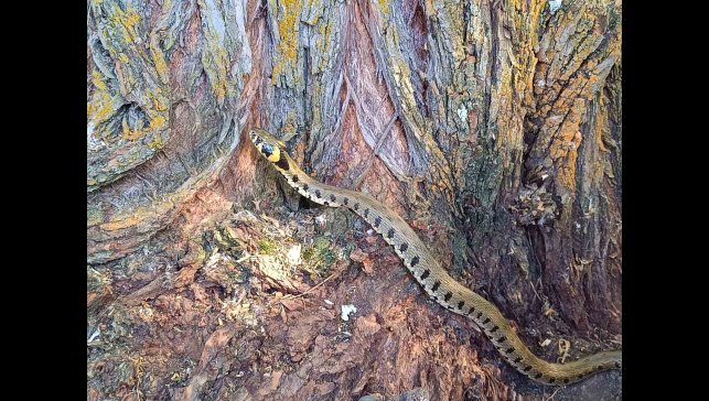 Küpeli su yılanı Tercan'da görüntülendi