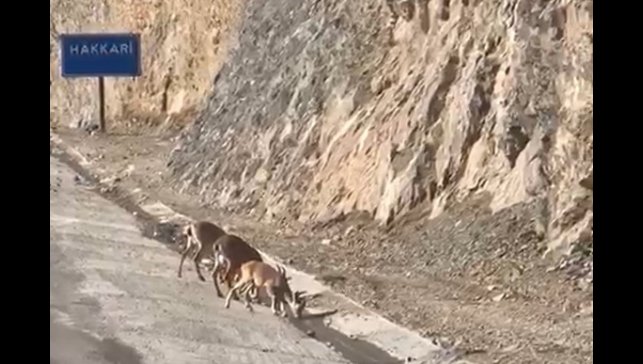Hakkari'de su içen dağ keçileri görüntülendi