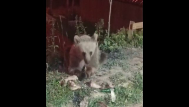 Dumanlı Parkında karnını duyuran ayı görüntülendi