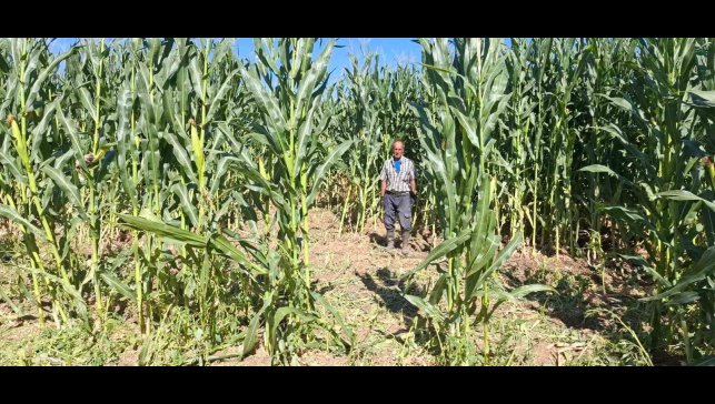 Elazığ'da domuz sürüsü mısır tarlasını talan etti