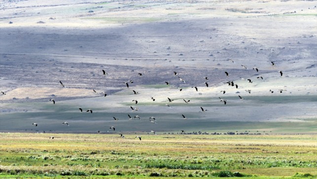 Iğdır'da 2 bin 200 rakımlı sulak alanda 35 kuş türü tespit edildi