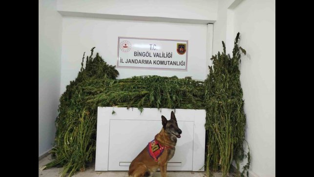 Bingöl'de 91 kilo esrar ele geçirildi