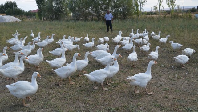 Muş'ta yetiştiricilere 2 bin kaz yavrusu dağıtıldı