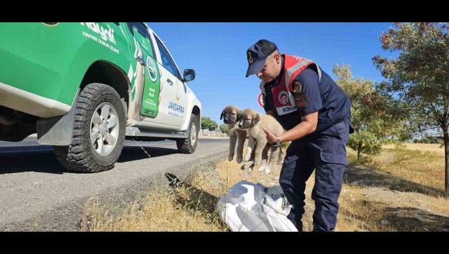 Muş'ta jandarma ekipleri çuval içerisinde yavru köpekler bulundu