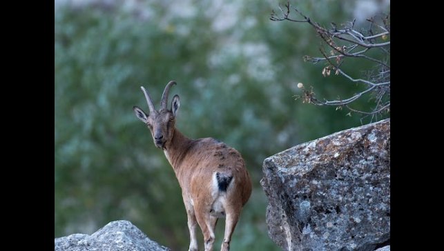 Dağ keçileri Munzur Dağlarına güzellik katıyor