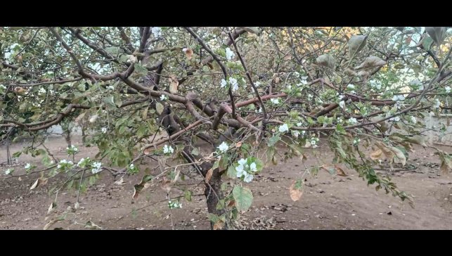 Sonbaharda ağaç çiçek açtı, görenler hayrete düştü