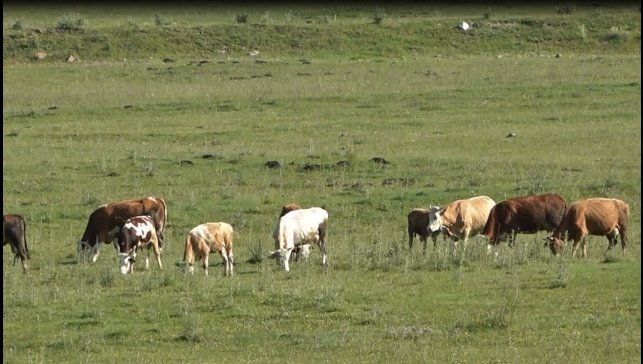 jandarmadan hayvan kaynaklı kazalara karşı SMS ve anonslu uyarı