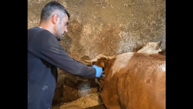 Şap hastalığına karşı aşılama çalışmaları sürüyor